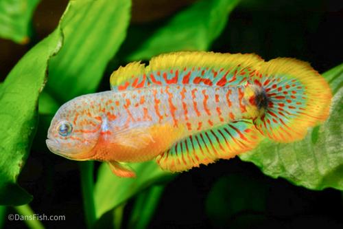 Peacock Gudgeon