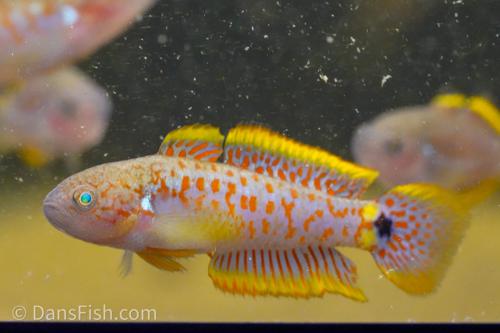 Peacock Gudgeon