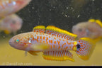 Peacock Gudgeon