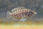 Pearl Calvus Cichlid