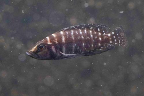 Pearl Calvus Cichlid