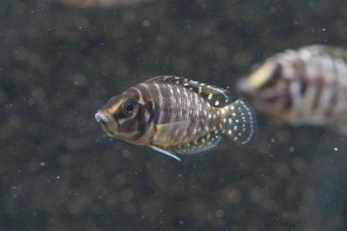 Pearl Calvus Cichlid