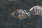 Pearl Calvus Cichlid