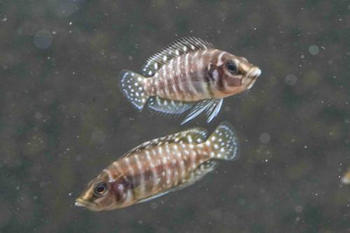 Pearl Calvus Cichlid