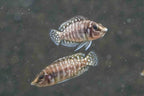 Pearl Calvus Cichlid