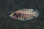 Pearl Calvus Cichlid