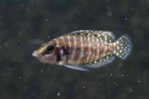 Pearl Calvus Cichlid