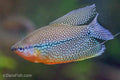Pearl Gourami VIRUS FREE