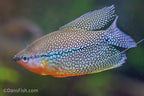 Pearl Gourami VIRUS FREE