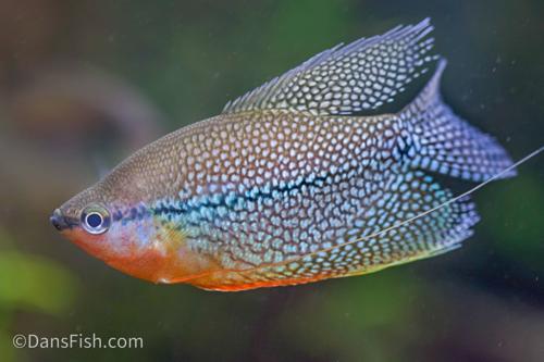 Pearl Gourami VIRUS FREE