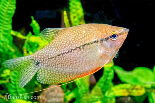 Pearl Gourami VIRUS FREE