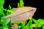Pearl Gourami VIRUS FREE