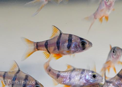 Five Banded Barb