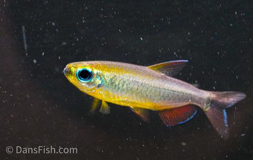 Phenacogrammus sp. Mokobile 'Nioki Lake'