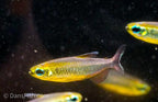 Phenacogrammus sp. Mokobile