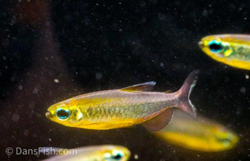 Phenacogrammus sp. Mokobile