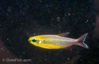 Phenacogrammus sp. Mokobile