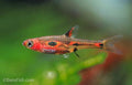 Phoenix Rasbora-see note