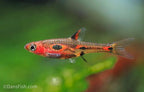 Phoenix Rasbora-see note