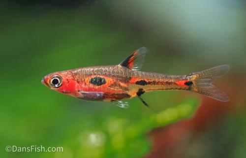 Phoenix Rasbora-see note