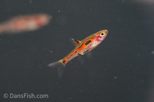 Phoenix Rasbora-see note