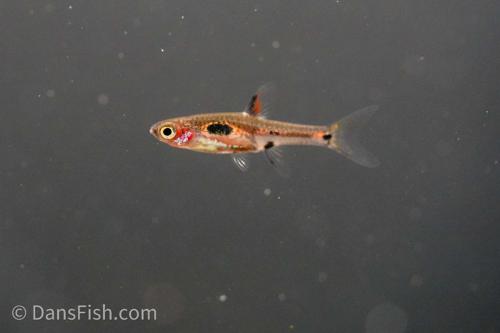 Phoenix Rasbora-see note