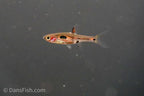 Phoenix Rasbora-see note