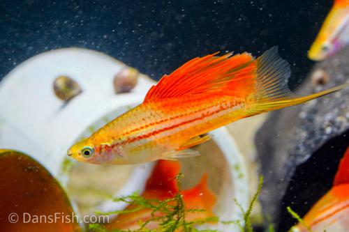 Pineapple High-Fin Swordtail