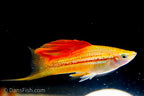 Pineapple High-Fin Swordtail