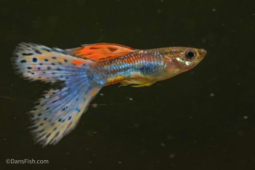 Pink Grass Guppy