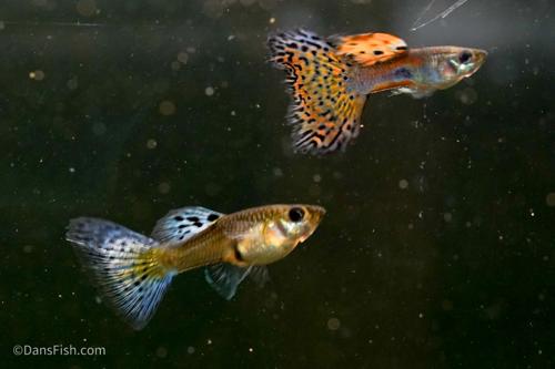 Pink Grass Guppy