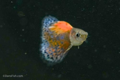 Pink Grass Guppy
