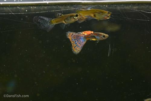 Pink Grass Guppy