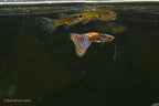 Pink Grass Guppy