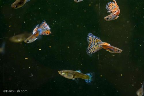 Pink Grass Guppy