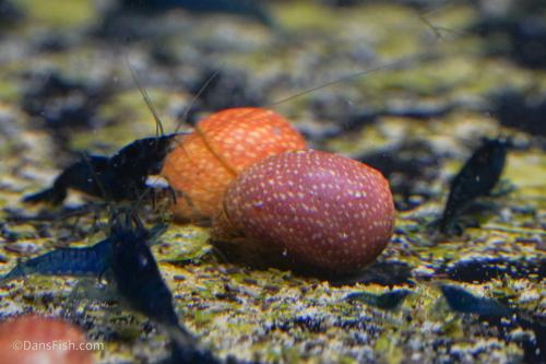Pink Lady Nerite Snail, (3 pack)