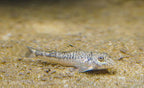 LDA25 Pitbull Pleco