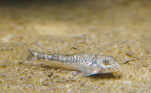 LDA25 Pitbull Pleco