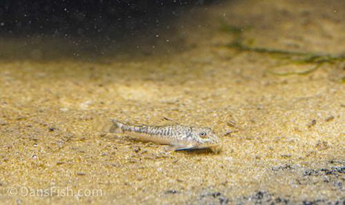 LDA25 Pitbull Pleco