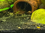 LDA25 Pitbull Pleco