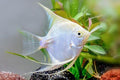 Platinum Angelfish