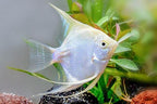 Platinum Angelfish
