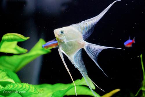 Platinum Angelfish