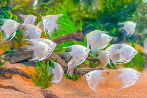 Platinum Angelfish