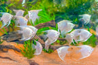 Platinum Angelfish