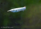 Platinum Halfbeak