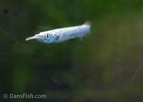 Platinum Halfbeak