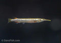 Platinum Halfbeak