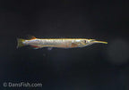 Platinum Halfbeak