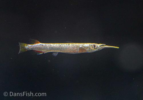 Platinum Halfbeak